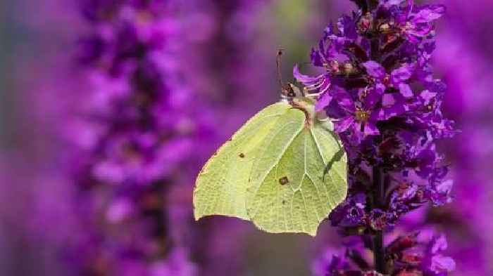 Britain facing 'butterfly emergency' - as experts slam 'tidiness obsession' with British gardens