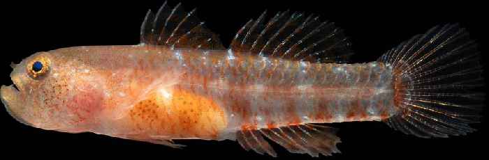 New 'grumpy' fish species discovered