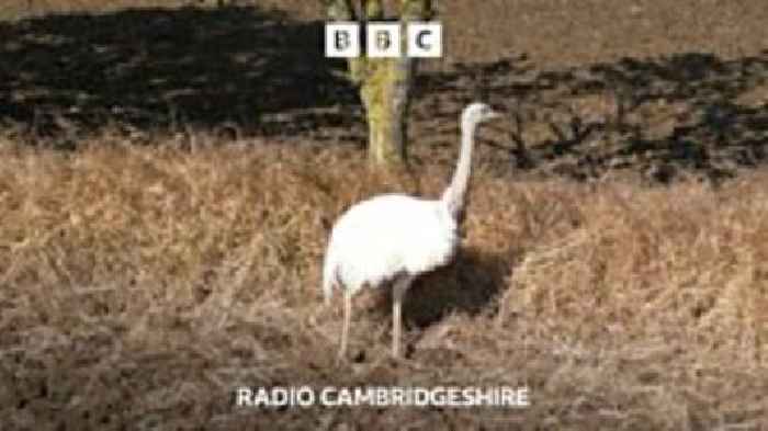 Have you seen Chris the rhea?