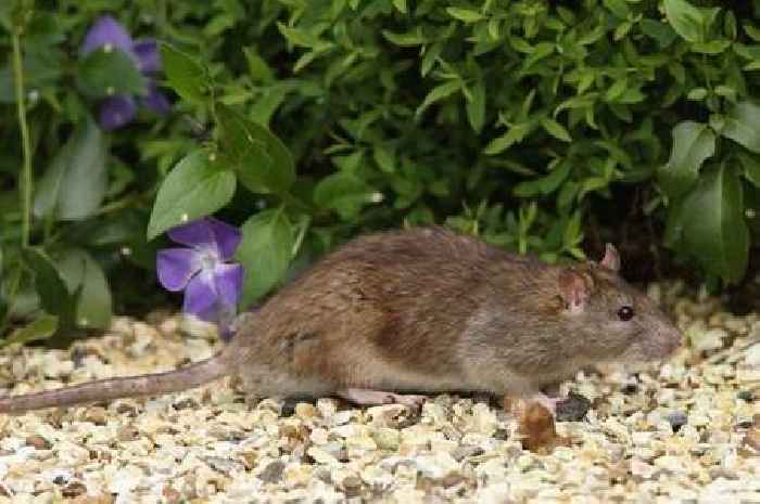 Gardening expert shares the one plant that will 'keep rats away for good'