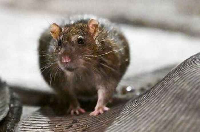 Panic in Spanish tourism hotspot loved by Brits as it's 'overwhelmed' with rats