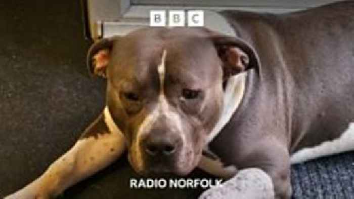 Hugo the XL Bully saved from destruction