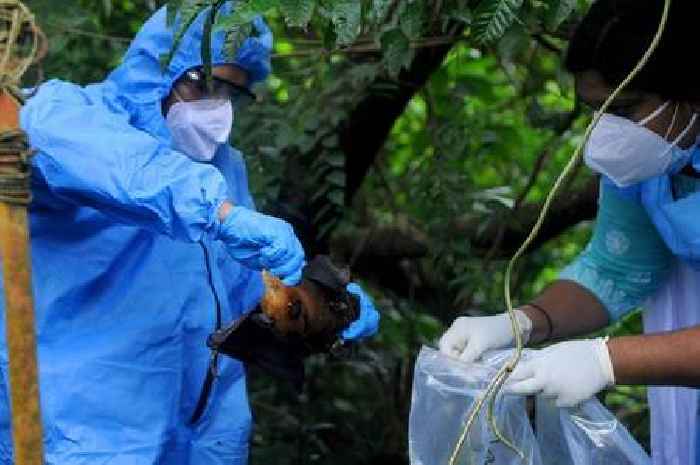 Nipah virus: Second death as killer brain-swelling bat virus breaks out in India