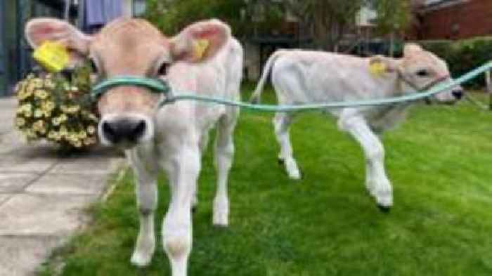 Twin four-week-old calves bring joy to hospice