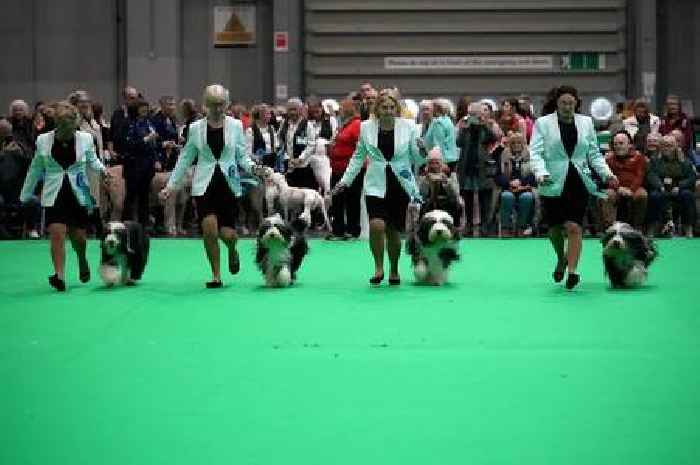 Nominations open for 2025 Kennel Club Hero Dog Award, which will be presented at Crufts