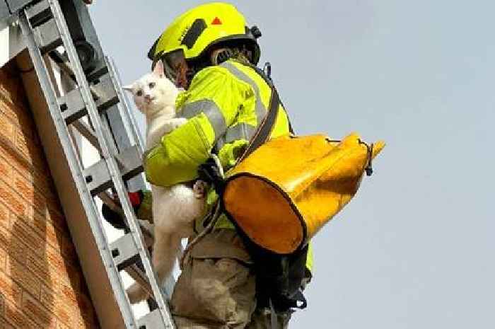 Cat stuck on Leicester roof for three days before rescue