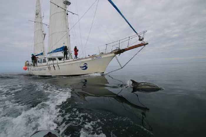  Record high for minke whale sightings but record low for basking sharks, research in Hebrides finds