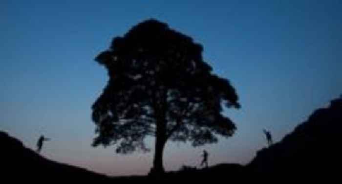 Sycamore Gap saplings to become symbols of hope