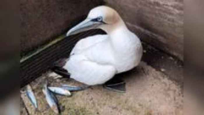 Lost gannet found 70 miles from coast