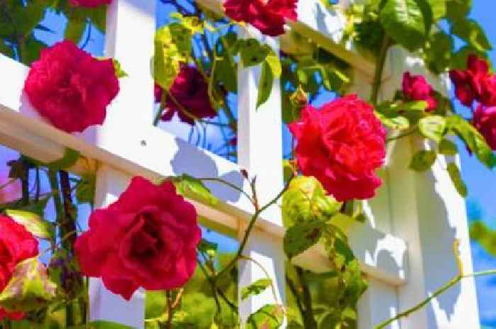 Roses will flower like crazy if you do Monty Don's 15 minute gardening job in autumn