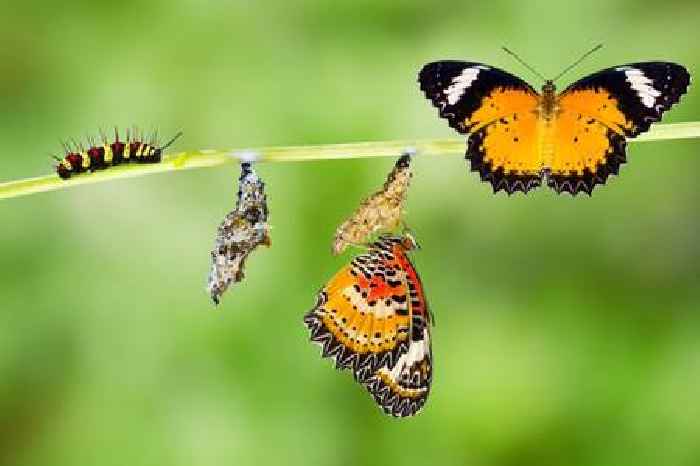 How the flap of a butterfly’s wing can affect GDP