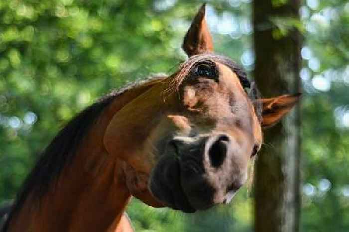 Council planning sought for equestrian retailer in Airdrie