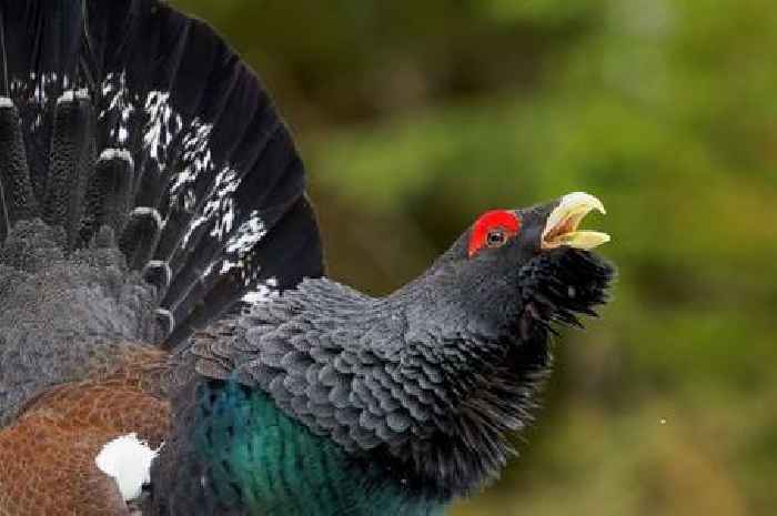 Emergency plan to save Scotland's iconic capercaillies from brink of extinction