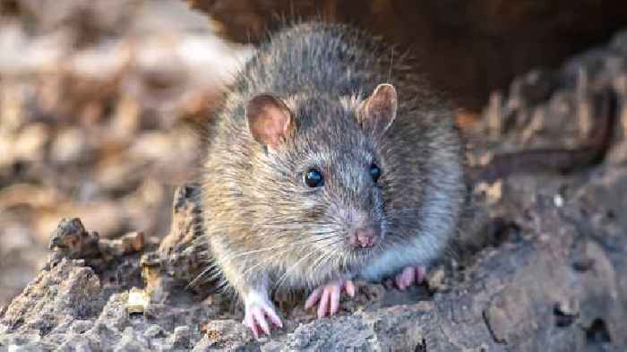 Contraception key to solving New York's rat problem