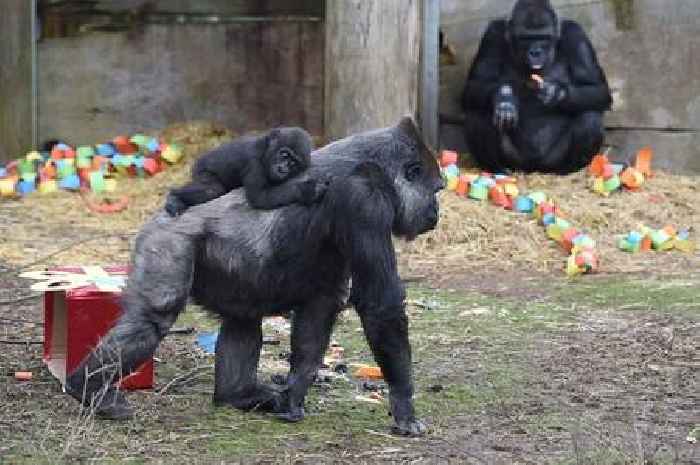 Gorillas stuck in former Bristol Zoo site won't get new home near M5 until 2026