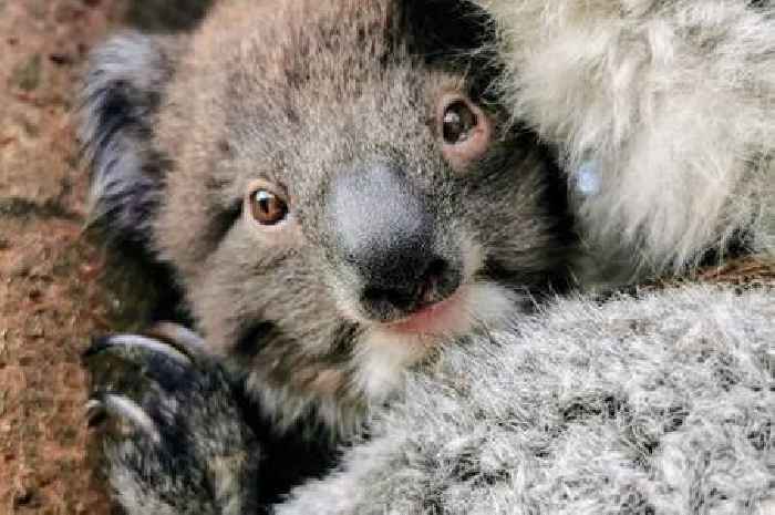 Longleat welcomes Aboriginal leader for Save the Koala Day​