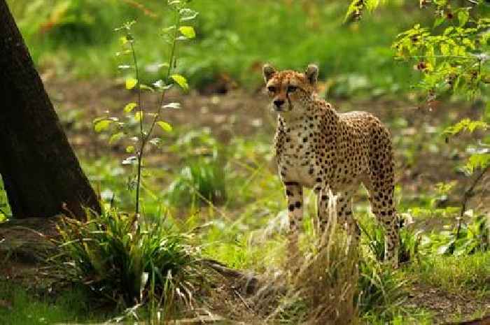 Edinburgh Zoo announces death of cheetah two months after arrival