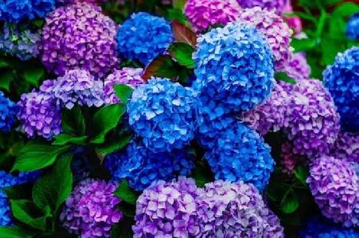 Hydrangeas need three 'essential' tasks now to come back bigger after winter