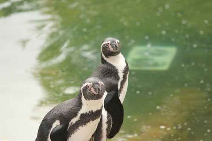 Blair Drummond Safari Park welcomes new male penguins as part of species conservation effort