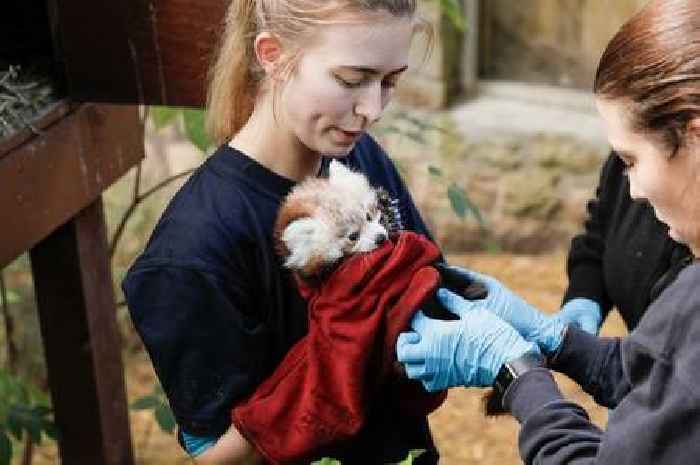 Edinburgh Zoo shares adorable photos of endangered red panda cub