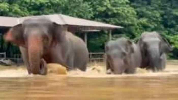 Watch: Elephants escape floodwaters in Thailand