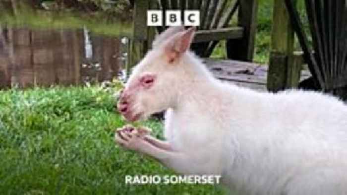 The Somerset adventures of Sid the albino Wallaby