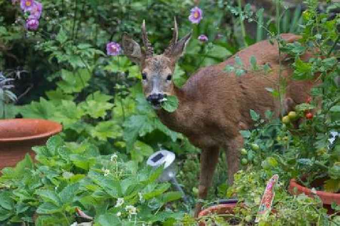 AD FEATURE: Scottish Highlands village battles deer invasion as tourists treat them 'like pets'
