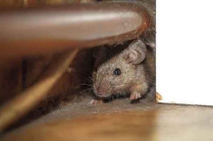 How to use common household item to keep rodents at bay