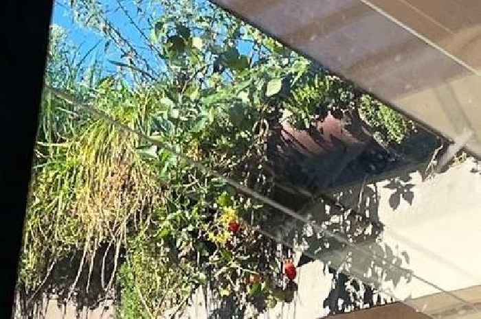 Tomatoes are growing in the guttering of a leak-hit Welsh hospital it's in such a shocking state