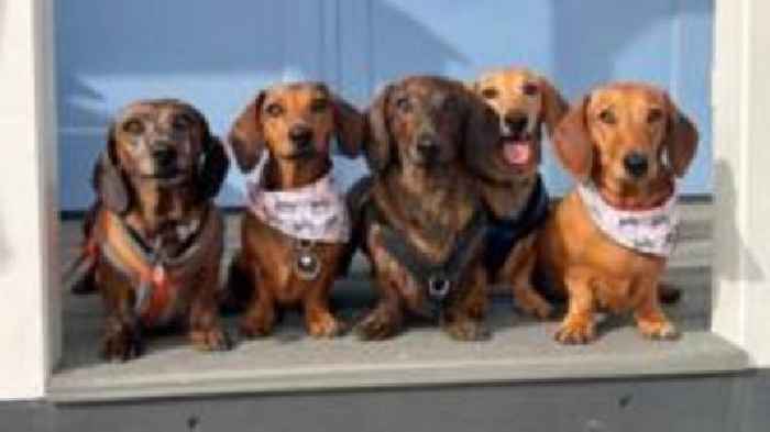 Seaside sausage dog walk draws  international fans