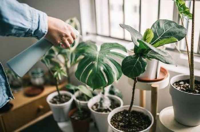 Houseplant lovers are obsessing over 'life-changing' new watering hack