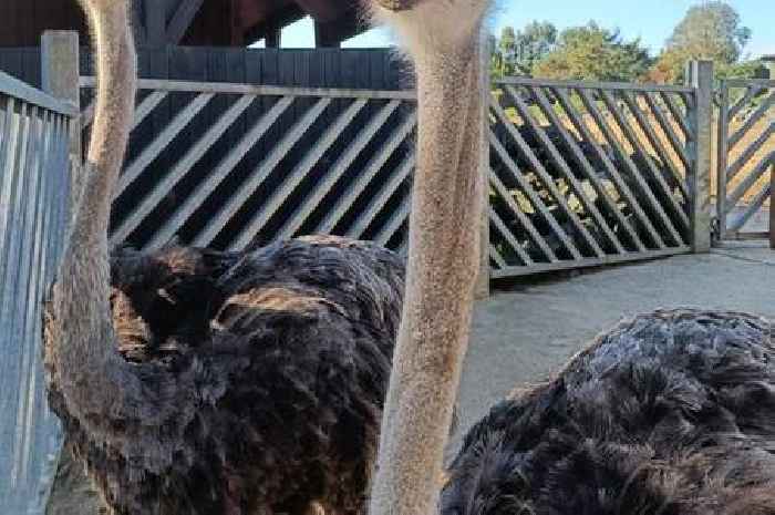 The two pretty ostriches now ready to meet visitors at Colchester Zoo