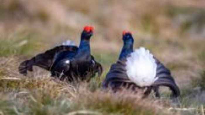 Black grouse back on moors after almost 200 years