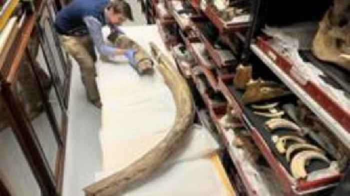 Mammoth clean-up task for Ice Age tusk