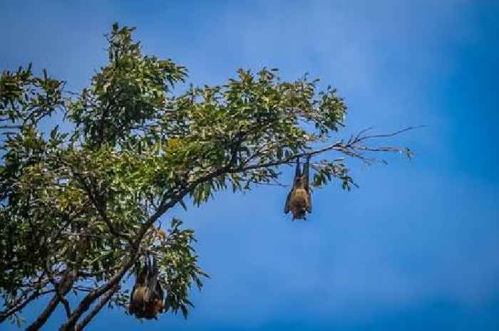 Child dies of rabies after being bitten by bat that flew into bedroom