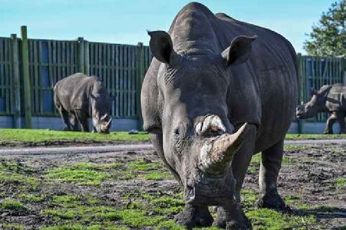 West Midlands Safari Park does unusual deal to unite sisters for the first time