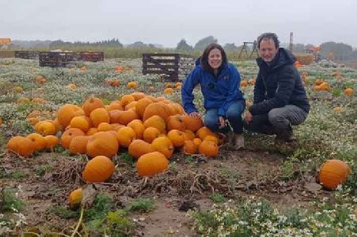 The Essex pumpkin patch loved by Stacey Solomon and Denise Van Outen complete with huge inflatables