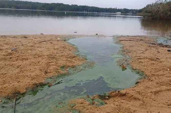 Still no swimming at Surrey beauty spot as dangerous algae remains