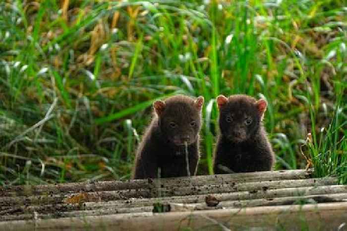 Yorkshire Wildlife Park celebrates birth of rare bush dog puppies