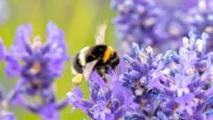 Bees show glass 'half-empty' downer when stressed