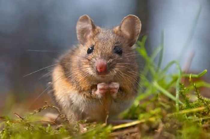 List of four scents that keep rats and mice at bay - and they're likely already at home