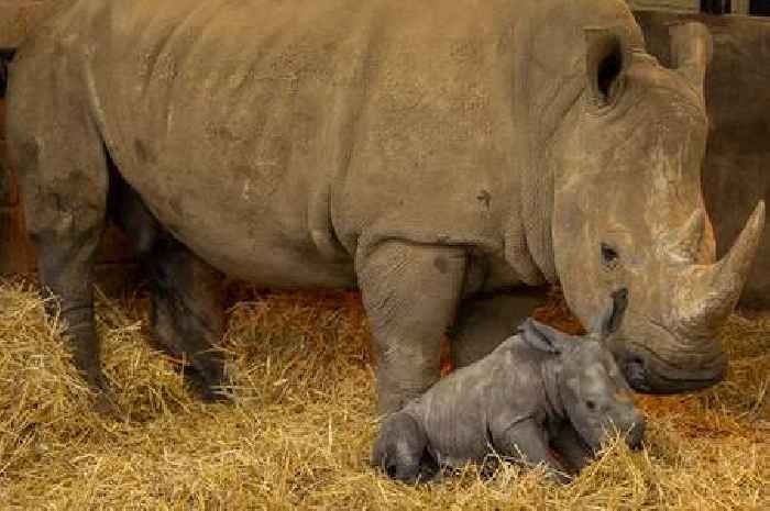 First pictures of adorable baby Southern white rhino born at Whipsnade Zoo