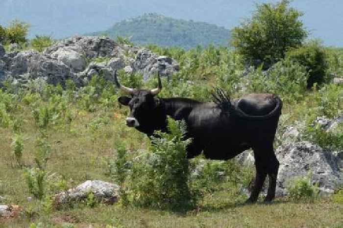  UK ‘return’ for ancient aurochs 400 years after European extinction