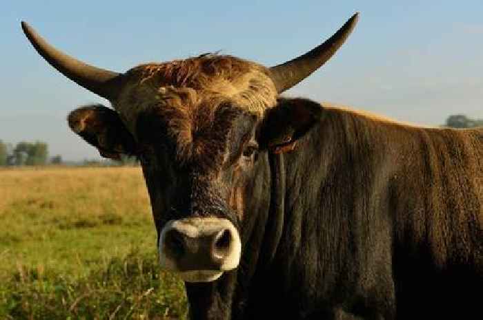 Huge ancient wild cattle extinct for 400 years 'brought back from dead' to rewild Highlands