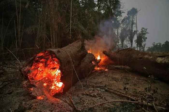 Amazon rainforest nearing irreversible tipping point partly driven by UK