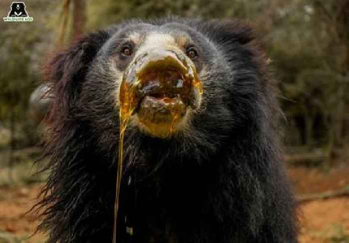  Sloth Bears Celebrate their Day with Sweet As Honey Tribute to Animal Rescue, Resilience and Recovery