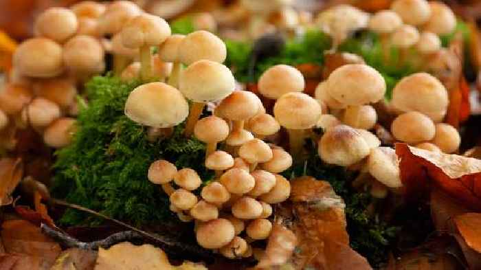 'Mass casualty incident' after children and adults eat 'toxic mushrooms'