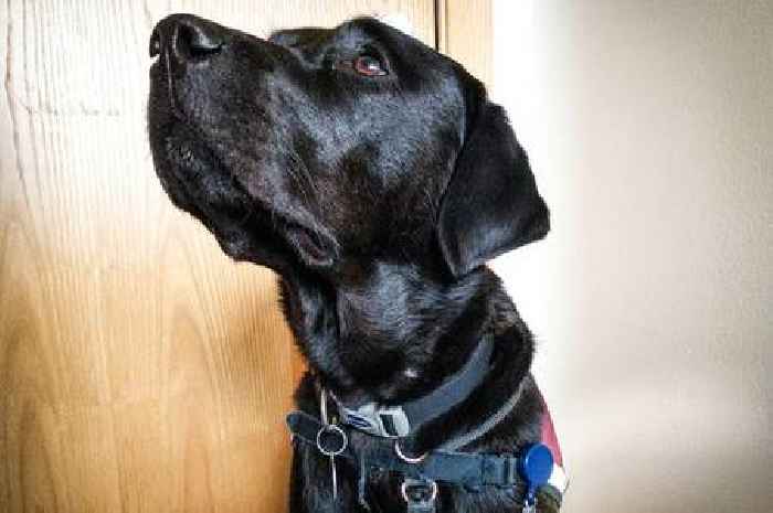 Hearing dog joins Queen Elizabeth University Hospital as newest team member