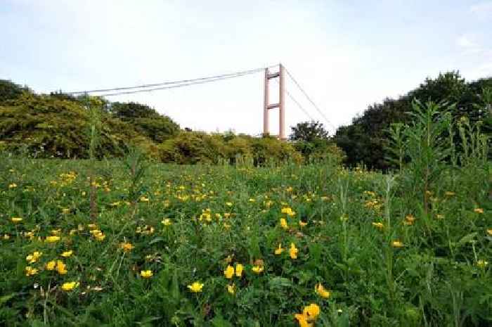 Thousands of wildflowers to be planted in Humber Bridge Country Park