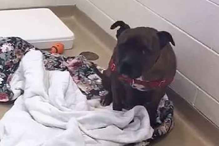 Stray dog caught crying alone in kennel is unrecognisable after being adopted